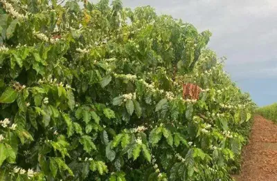 Fazenda à venda, area rural de patrocinio - mg - patrocinio/mg