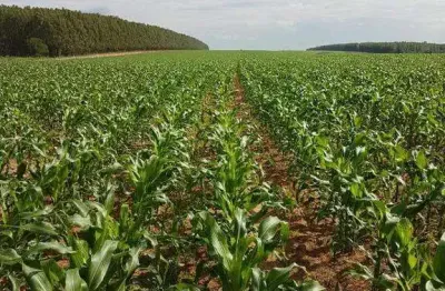 Fazenda à venda, area rural de bonfinopolis - mg - bonfinópolis de minas/mg