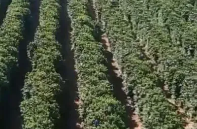 Fazenda à venda, area rural de serra do salitre - mg - serra do salitre/mg