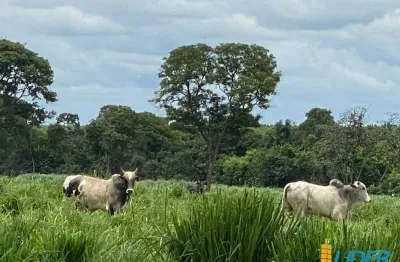 Fazenda à venda, área rural de joão pinheiro - joão pinheiro/mg