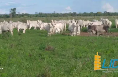 Excepcional fazenda dupla aptidão com 5.600 hectares à venda no município de buritizeiro/mg