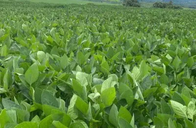 Excepciona fazenda dupla aptidão com 1.839 hectares e ótimas estruturas à venda em doverlândia - go