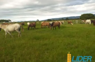 Excepcional fazenda dupla aptidão com 5.178 hectares, super estruturada à venda 'porteira fechada' em formosa - go