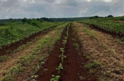 Excelente fazenda dupla aptidão com 77 hectares e boas estruturas à venda em indianópolis - mg