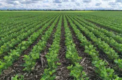 Fazenda à venda, Área Rural de Lagoa Grande - Lagoa Grande/MG