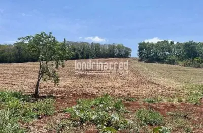 Sítio de 8 alqueires em uraí-pr, com 80% de área aproveitada para plantio de soja, próximo à br 369