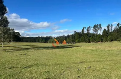 Terreno à venda na Estrada Vereador Julio Ferreira, Centro, Campina Grande do Sul
