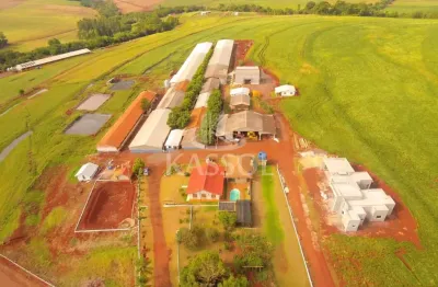 Granja de suínos com 1.600 matrizes para criação de leitões em toledo pr.
