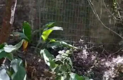 Chácara / sítio à venda na Rua Oito Mil Oitocentos e Quarenta e Sete, 391, Lageado, Porto Alegre