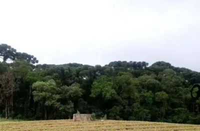 Chácara com 1 dormitório à venda, 40005 m² por r$ 1.850.000,00 - campina do taquaral - são josé dos pinhais/pr