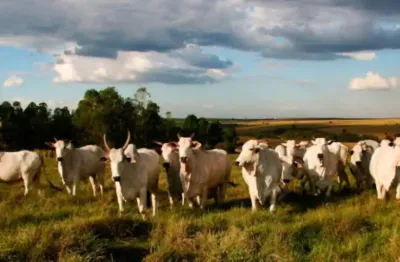 Fazenda com 1 sala à venda na Rua Bernardo Viana, 00, Zona Rural, Valença