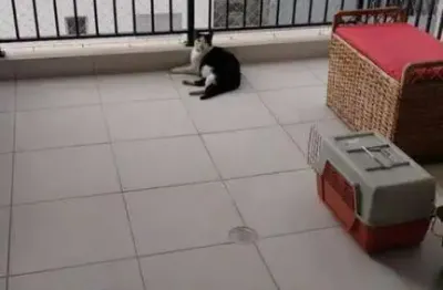 Apartamento em vila mascote com 67.00 m² , 2 quarto(s) , 1 suíte(s) , 1 vaga(s).