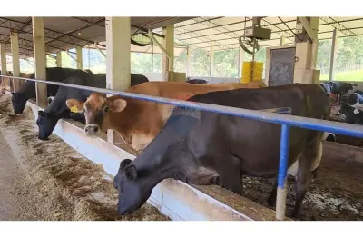 Ótima Fazenda 212 hectares para Leite e corte em BROTAS - SP - PORTEIRA FECHADA