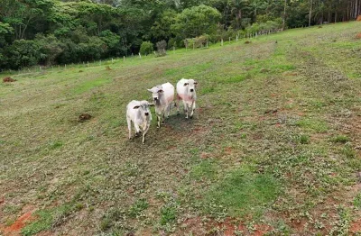 Fazenda em aiuruoca-mg com eucalipto, pasto e compensação 302 ha – r$ 6,2 mi