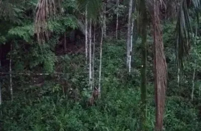 Chácara / sítio à venda na Estrada Do Anhaia, Anhaia, Morretes