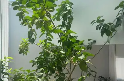Casa com 2 quartos à venda no Altos do Paraíso, Botucatu 