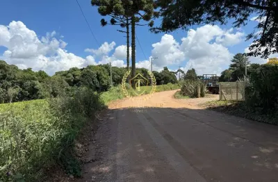 Chácara com plantio - 5.0066 hectare  - colônia murici - são jose dos pinhais