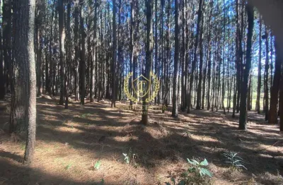 Chácara / sítio à venda na Rua Nillo Pissaia, --, Campina do Taquaral, São José dos Pinhais