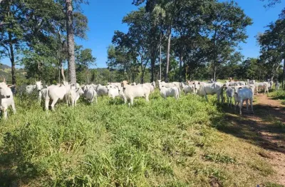 Fazenda à venda na Estrada Vicinal Municipal De Bela Vista, KM 10, Zona Rural, Bela Vista