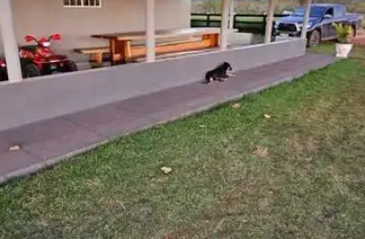 Fazenda dupla aptidão com 210 alqueires em nova olinda - to