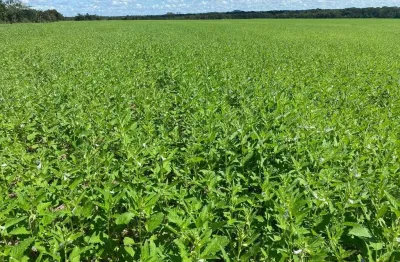 Fazenda com 234 alqueires dupla aptidão em dois irmãos - to  no vale do araguaia