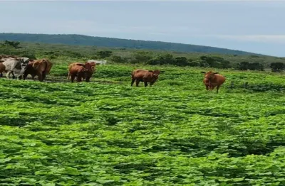 Fazenda com 1.043 alqueires dupla aptidão em são valério da natividade -to