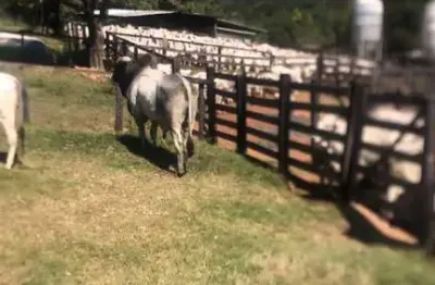 Fazenda com 248 alqueires para pecuária no município de marzagão - go