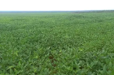 Fazenda para agricultura com 10.000 hectares em pedro afonso - to