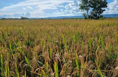 Ótima fazenda dupla aptidão com 7.400 hectares em nova mutum-mt