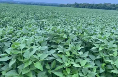 Fazenda para agricultura com 1.403 hectares em fátima - to