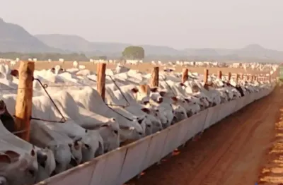 Fazenda dupla aptidão com 4.095 alqueires em goiatins - to