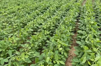Fazenda com 207 hectares dupla aptidão no município de são roque de minas - mg