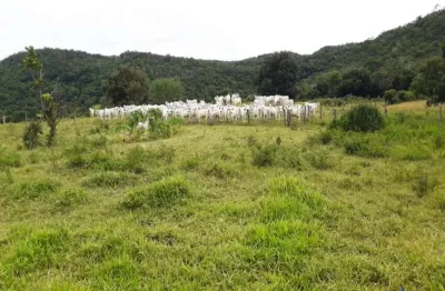 Fazenda dupla aptidão 600 alqueires em paraíso do tocantins-to