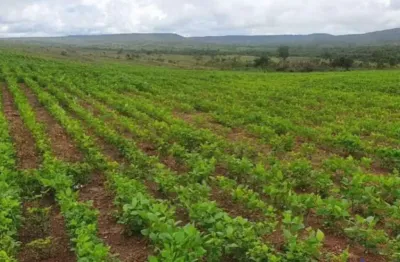 Fazenda com 146 alqueires dupla aptidão no município de uruaçu - go