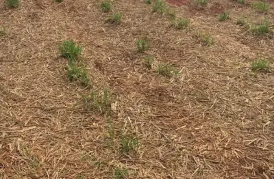 Fazenda com  37 alqueires para agricultura em cana no município de santa vitória - mg