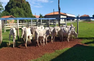 Fazenda com  154 alqueires dupla aptidão no município de campina verde -mg