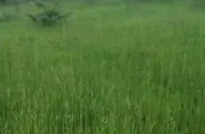 Fazenda para pecuária com 106 alqueires em uruaçu-go