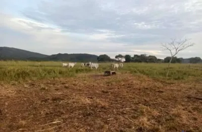 Fazenda com 310 alqueires dupla aptidão em colinas do sul - go