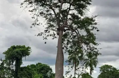 Fazenda de dupla aptidão com 100 alqueires em flores de goiás-go