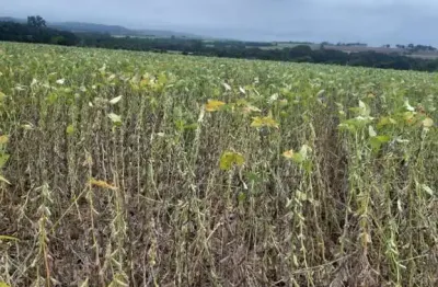 Fazenda para agricultura em soja com 21 alqueires em goiatuba - go