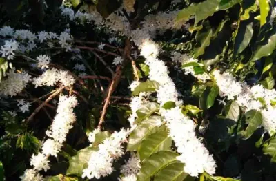 Fazenda dupla aptidão com 145 hectares com café em alpinópolis - mg