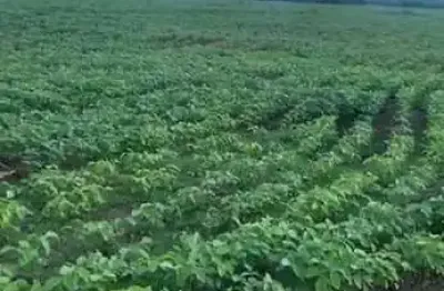 Fazenda à venda na Estrada Vicinal Municipal De Ituiutaba, Km 6,8, Zona Rural, Ituiutaba