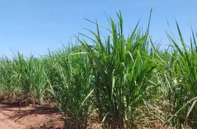 Fazenda à venda na Estrada Vicinal Municipal De Canápolis, Km 5,5, Zona Rural, Canápolis