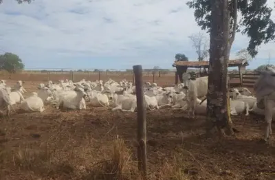 Fazenda com 508 alqueires de dupla aptidão na divisa de goiás com tocantins
