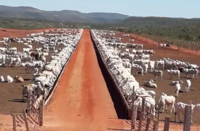 Fazenda com 610 alqueires de múltiplas aptidões em porto nacional-to