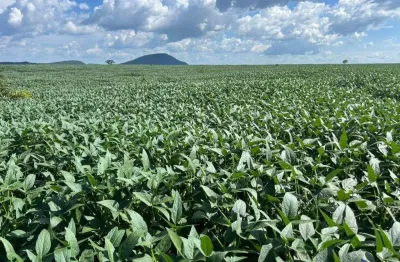 Fazenda com 206 alqueires para agricultura em silvanópolis-to