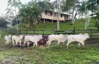 Fazenda de dupla aptidão com 1.033 alqueires em paragominas-pa