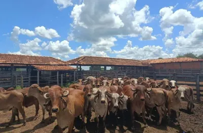 Fazenda à venda na Estrada Vicinal Municipal De Manga, Km 7, Zona Rural, Manga