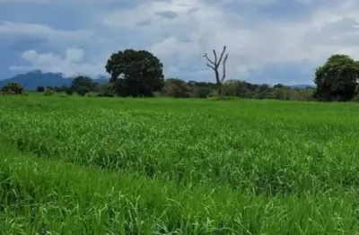 Fazenda de dupla aptidão com 270 alqueires em barra do garças-mt