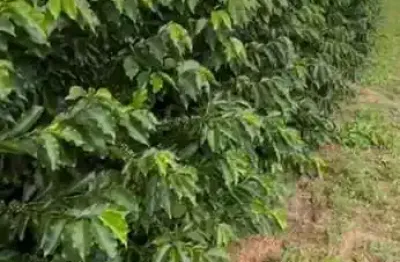 Fazenda com 83 alqueires paulistas produzindo café em piumhi-mg